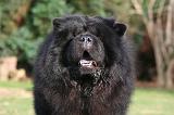 CHOW CHOW 797